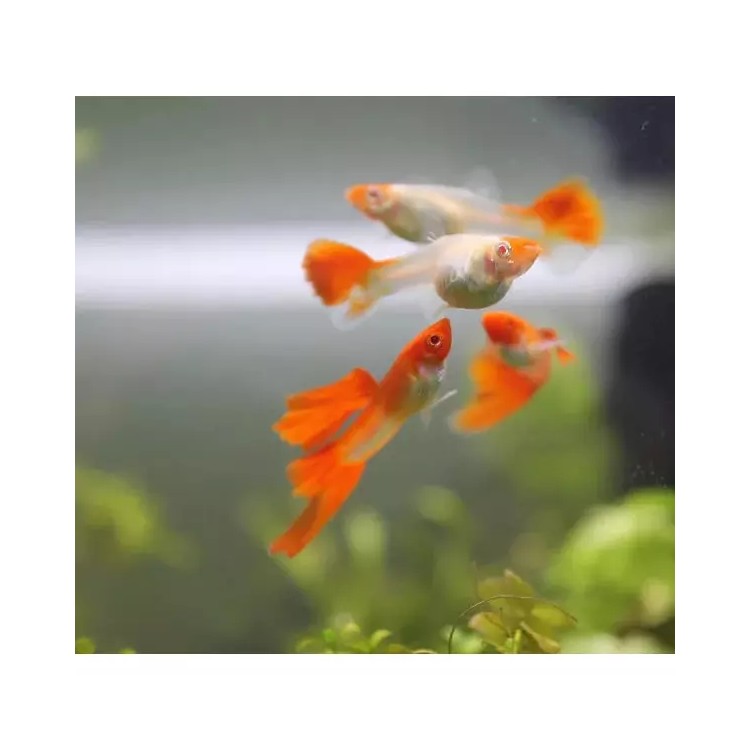 Guppy Poecilia ret. KOI albino red nose - imagine 3